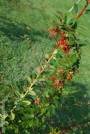 hr-2011-jesien_7502.jpg