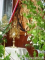 kr_2011_boze_cialo_5884.jpg
