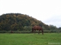 Nazwa pliku=100_2327.jpg
Wielkość pliku=254KiB
Rozmiar=800x600
Data dodania=10 VI 2008 100_2327.jpg