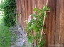Nazwa pliku=ak-2007-0018.jpg
Wielkość pliku=245KiB
Rozmiar=800x600
Data dodania=12 VII 2008 ak-2007-0018.jpg
