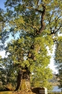 Nazwa pliku=gb-06-1901.jpg
Wielkość pliku=416KiB
Rozmiar=465x700
Data dodania=14 XII 2008 gb-06-1901.jpg