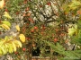 Nazwa pliku=paz_08_0066.jpg
Wielkość pliku=579KiB
Rozmiar=800x600
Data dodania=26 X 2008 paz_08_0066.jpg