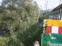 Nazwa pliku=sierp_07_132.jpg
Wielkość pliku=403KiB
Rozmiar=800x600
Data dodania=17 VII 2008 sierp_07_132.jpg