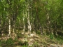 Nazwa pliku=sierp_07_142.jpg
Wielkość pliku=459KiB
Rozmiar=800x600
Data dodania=17 VII 2008 sierp_07_142.jpg