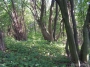 Nazwa pliku=sierp_07_159.jpg
Wielkość pliku=417KiB
Rozmiar=800x600
Data dodania=17 VII 2008 sierp_07_159.jpg