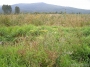 Nazwa pliku=sierp_07_175.jpg
Wielkość pliku=481KiB
Rozmiar=800x600
Data dodania=03 VII 2008 sierp_07_175.jpg