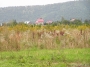 Nazwa pliku=sierp_07_198.jpg
Wielkość pliku=451KiB
Rozmiar=800x600
Data dodania=03 VII 2008 sierp_07_198.jpg