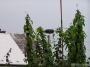 Nazwa pliku=sierp_07_211.jpg
Wielkość pliku=290KiB
Rozmiar=800x600
Data dodania=17 VII 2008 sierp_07_211.jpg