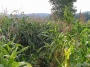 Nazwa pliku=sierp_07_236.jpg
Wielkość pliku=464KiB
Rozmiar=800x600
Data dodania=01 VII 2008 sierp_07_236.jpg